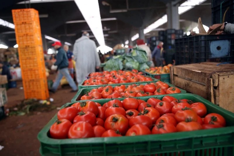tomates maroc africa