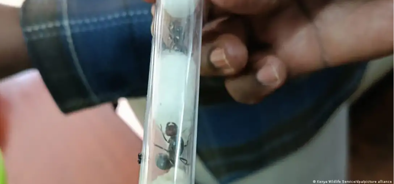 Capture